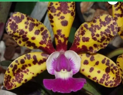 $55 • Buy FPOrchids Cattleya C. Jungle Eyes ‘KW’