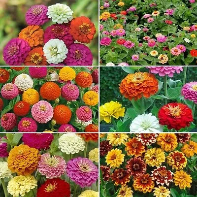 Ultimate Zinnia Flower Seed Mix 6 Mixes In 1 Zin Master FREE SHIPPING • $2.49