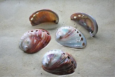Polished Pink/Red Abalone Mixed Assorted Sea Shells Haliotes Fugens 5.5 To 7.5cm • £4.99