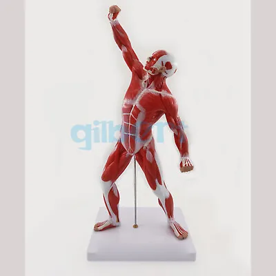 Human Skeleton And Muscle System Anatomy Biology Teaching Medical Model Male • $166.90