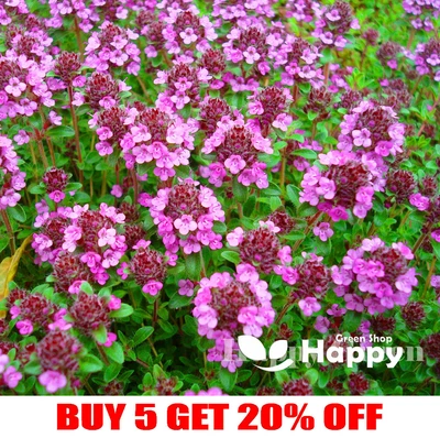 £1.29 • Buy TRAILING THYME - PURPLE CREEPING - 2000 SEEDS - Thymus Serpyllum - FLOWER HERB 