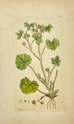 £68.67 • Buy Antique Flower Print - Botanical Art Print - Ranunculus - James Sowerby