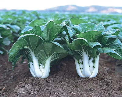 A+ 1000 CHINESE WHITE STEM PAK CHOI Bok Choy Chinese Cabbage Seeds Non-GMO USA • $3