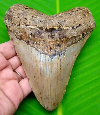 Megalodon Shark Tooth - 5 Inches - Huge Shark Teeth - Real Fossil - Megladone • $175