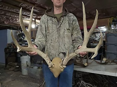 Huge 186-187” Mule Deer Rack Set Antlers Sheds Horns Elk Moose Rack • $425