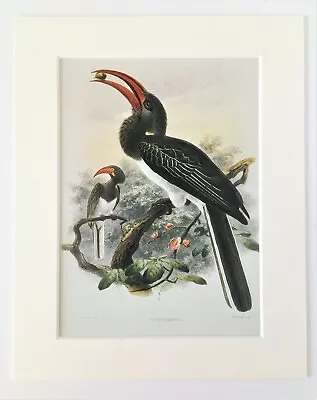 Hornbill Bird Print - Keulemans - 1980s Vintage Mounted Colour Print • £7.99