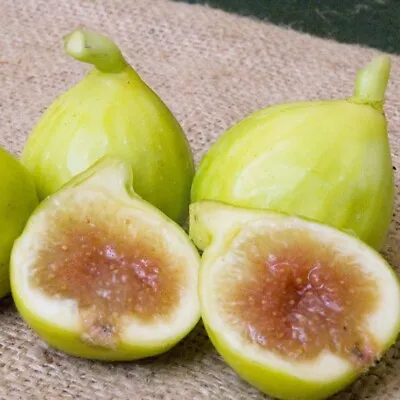 1 Kadota Fig Zones 7-9. Perfect As Potted Plant. Self-pollinating. Live • $19.99