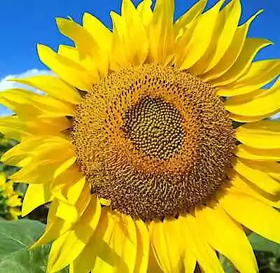 GIANT MAMMOTH RUSSIAN  GREY STRIPE  SUNFLOWER SEEDS Heirloom Hardy 10  FLOWERS • $6.89