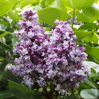 T&M Lilac Katherine Havemeyer Hardy Garden Shrub 9cm Or 12 Litre Pot Plants • £161.99