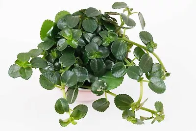 £4.08 • Buy Rare Pilea Depressa (Gun Powder Plant) - Trailing Indoor Plant Cuttings X 2