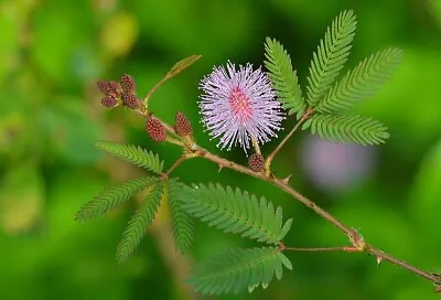 Mimosa Pudica Seeds - Sensitive Plant - 10 Seeds - Dancing Plant • £2.99