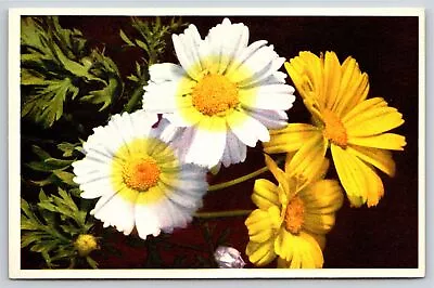 Thor E Gyger Flowers~White Chrysanthemum & Yellow Marygold~Vintage Postcard • $3.49