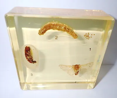 Silk Moth Specimen Simplified Life Cycle Set Learning Aid Amber Clear DD2A • $20