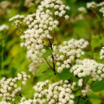 Eupatorium Aromaticum - 50 Seeds - HP • £2.45