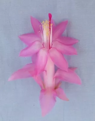 Schlumbergera Zygo Cactus- Lavender Girl (Large)COMBINED EXPRESS POST • $20