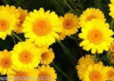Dyers Chamomile Yellow Daisy Flowers 1000 Seeds Hardy Perennial Herbs • £2.34