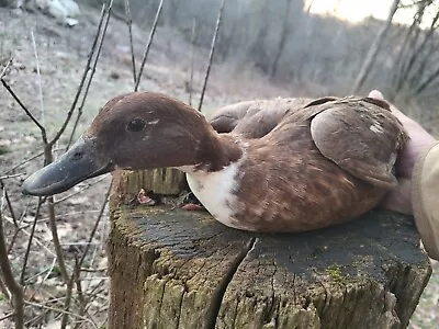 6 Colored Mallard Hatching Eggs  • $25