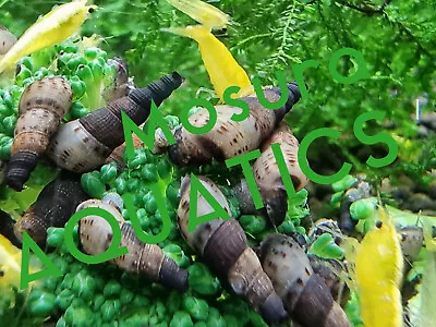 20x Malaysian Trumpet Snails Melanoides Tuberculata Aquarium Snail Clean Up Crew • £5.50