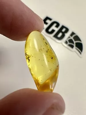 Baltic Amber With Mosquito Inclusion. 100% Real No Fakes. Uk Seller 🇬🇧 • £14.99