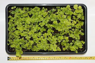 £5.99 • Buy Lysimachia Nummalaria Auria Golden Creeping Jenny In Punnets/Seed Trays.