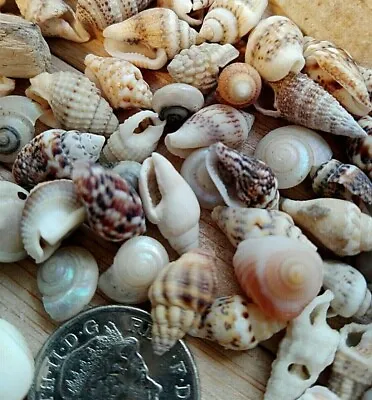 100 MIXED SEASHELLS Tiny Mini Sea Shells Art Craft Wedding Beach Confetti 7-15mm • £4.49