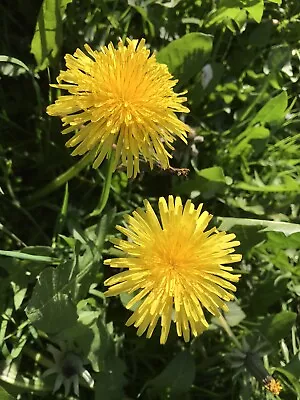 Wildflower Seeds - 1 Dandelion Seed Head Loose Seeds- Plant March - April • £4.99