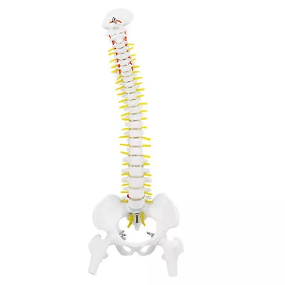 38cm Spine Model Human Spine Model For Flexible Spine Model GAW • $36.74