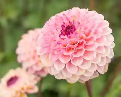 Dahlia 'Wine Eyed Jill' 3 Tubers • £9.98