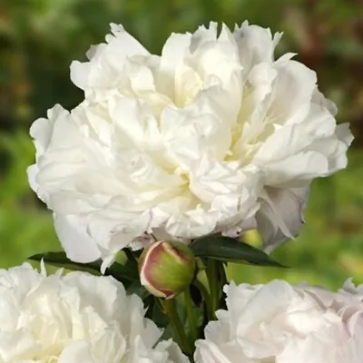 PEONY Shirley Temple - BARE ROOT DOUBLE PAEONY - Perennial Garden Plant TUBER • £8.95