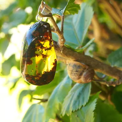 Mexican Amber Pendant With Moss And Botanical Inclusions 10 G • $31