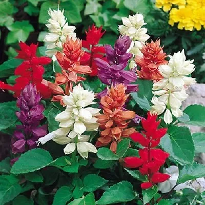 100 PALISADES MIXED COLORS SALVIA Viridis Horminum Sage Flower Seeds *Flat S/H • $3