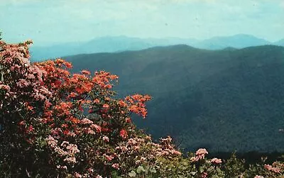 Postcard Mountain Laurel Flame Azalea In Full Bloom In Southern Appalachan Mts. • $5.50