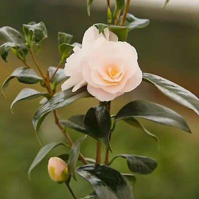 Camellia April Blush 2 Litre Semi-double Pale Rose-Pink Flowers Evergreen Shrub • £16.95