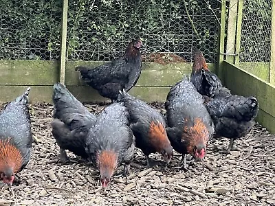 Copper Black Maran Large Hatching Eggs • £18