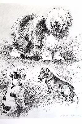 Morgan Dennis 1946 SHEEPDOG DACHSHUND And WIRE HAIRED FOX TERRIER Vintage Print • $25