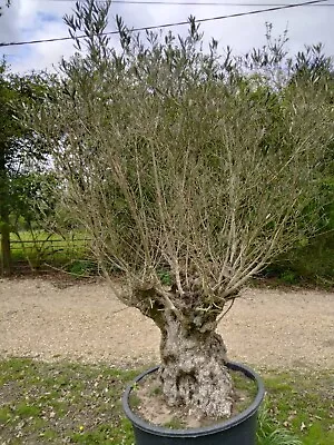 Extra Large Olive Trees X 4 Over 250 Years Old  • £380