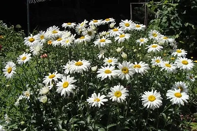 Chrysanthemum Maximum Shasta Daisy 750 Finest Seeds Perennial Flower • £2.29