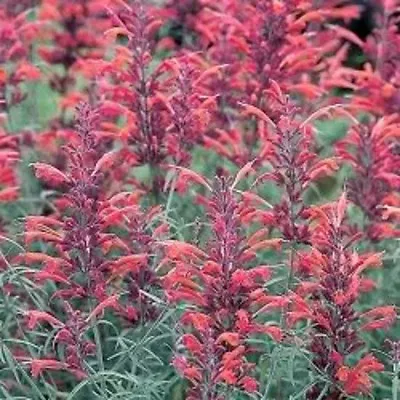 30 RED AGASTACHE 'HEATHER QUEEN' Hummingbrid Mint Hyssop Flower Herb Seeds • £2.41