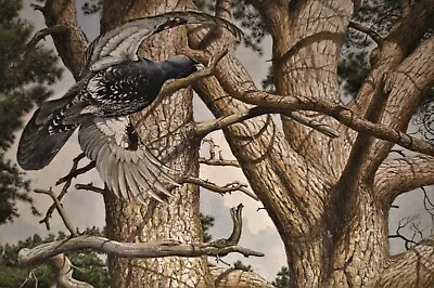 Keith Brockie (b.1955) Original Gouache Painting Of A Capercaillie In Woodland • £395