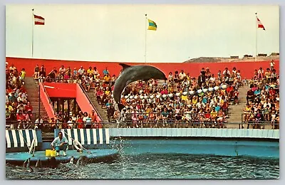 Bottlenose Dolphin 24 Feet Above Water - Marineland Of The Pacific 1969 Postcard • $5.41
