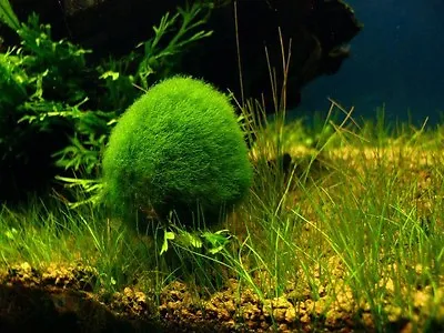 Marimo Moss 10 Balls 0.25inch (06cm) Cladophora Live Plant Aquarium In USA • $19.95