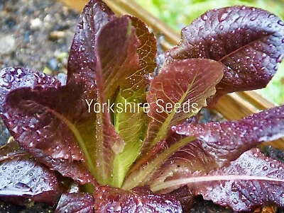 Lettuce Red Romaine Cos - 1000x Seeds - Vegetable • £1.99