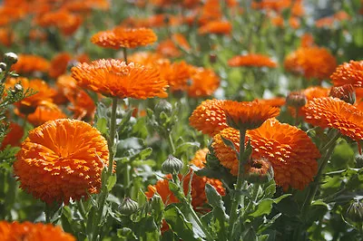 Flower Calendula Orange King 600 Flower Seeds • £2.39