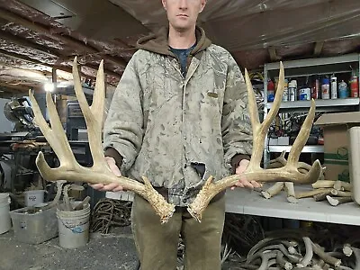 Huge 183  Mule Deer Set Antlers Sheds Horns Elk Moose Rack • $325