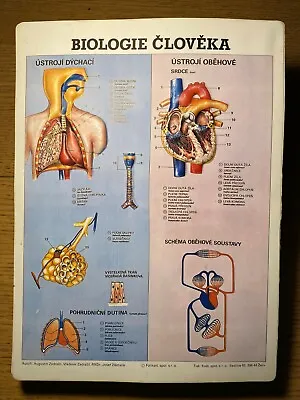 Human Biology Vintage Anatomical Plastic 3D Poster Anatomy School Chart Medical • $54.99