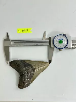 4.045 Inch Megalodon Tooth • $41