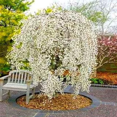 (10) WEEPING SAKURA CHERRY TREE SEEDS Rare Exotic Flower USA SELLER W/TRACK • $7.45