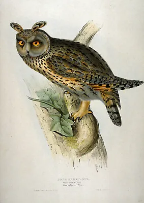 Night Owl John Gould Bird Print Art Painting Vintage Framed Canvas Australia 28  • $46.97