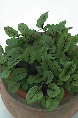 £1.60 • Buy Vegetable - Kings Seeds - Picture Packet - Salad Leaf - Sorrel Red Veined