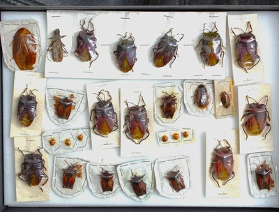 £8.99 • Buy Interesting Bugs From Baguio Panay / Martinduque
